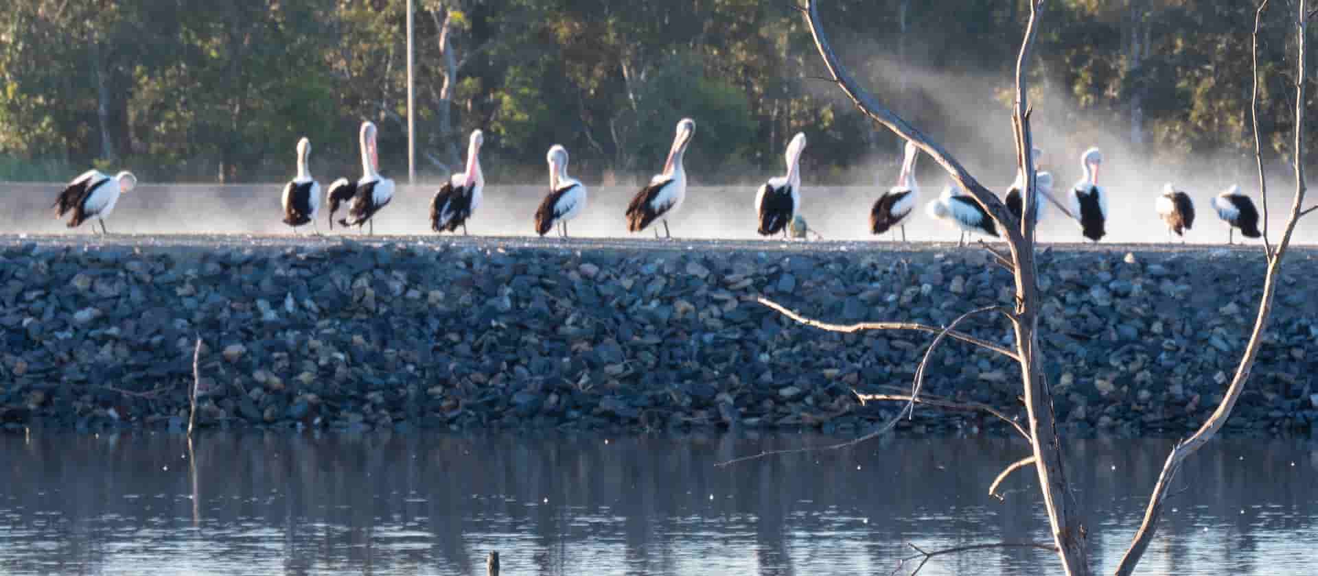 Photo Gallery Murray Bridge Marina Camping & Caravan Park Murray